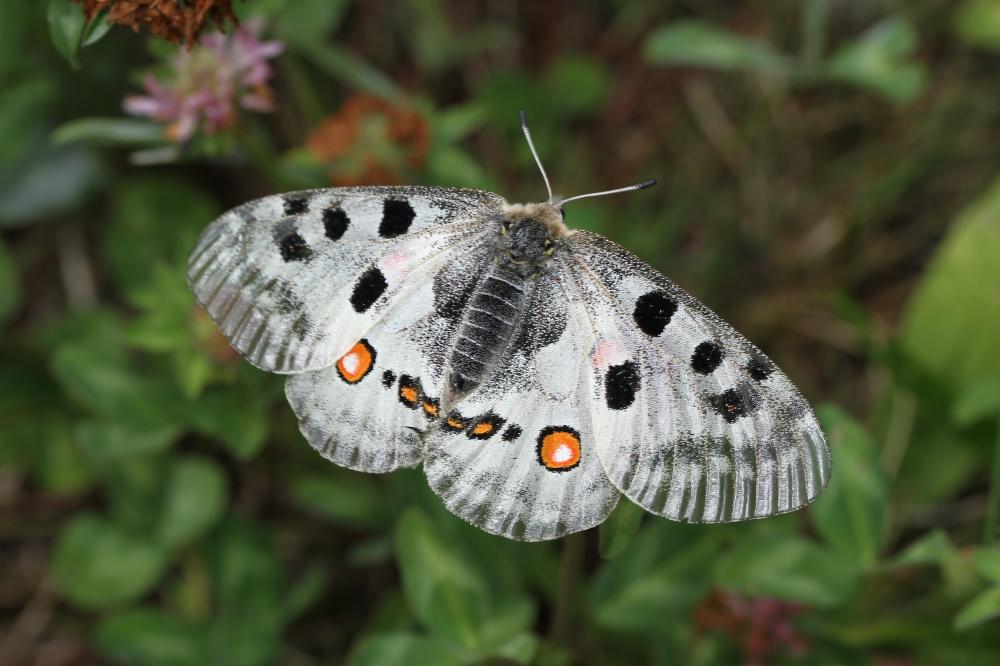 Apollon (L'), Parnassien apollon (Le) Parnassius apollo (Linnaeus, 1758)