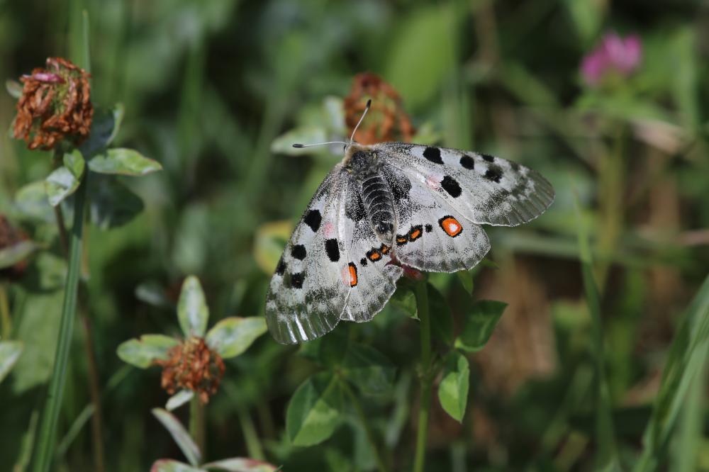 Apollon (L'), Parnassien apollon (Le) Parnassius apollo (Linnaeus, 1758)