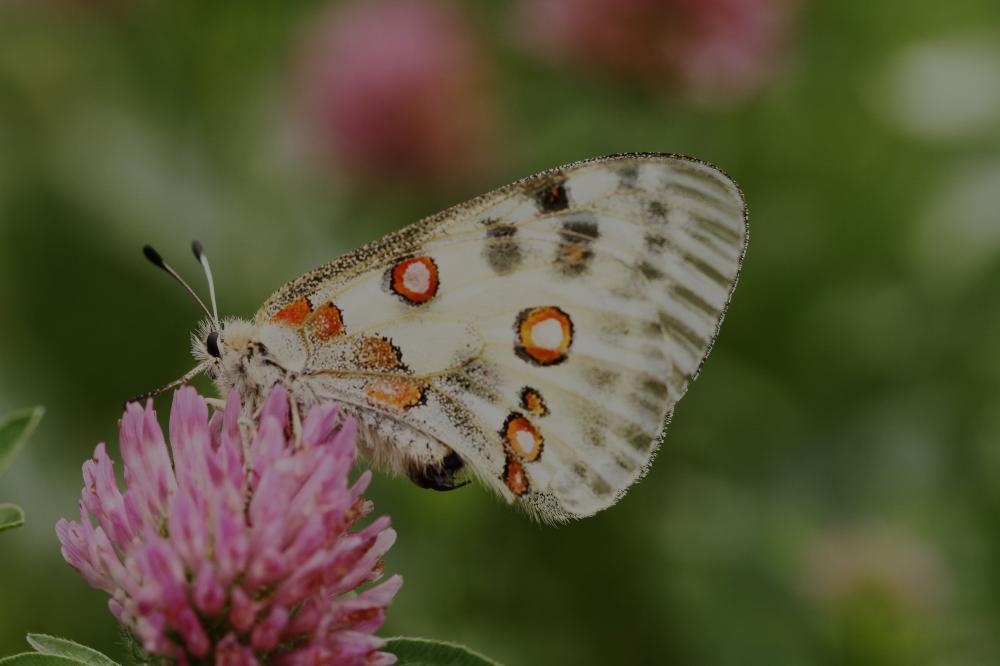 Apollon (L'), Parnassien apollon (Le) Parnassius apollo (Linnaeus, 1758)