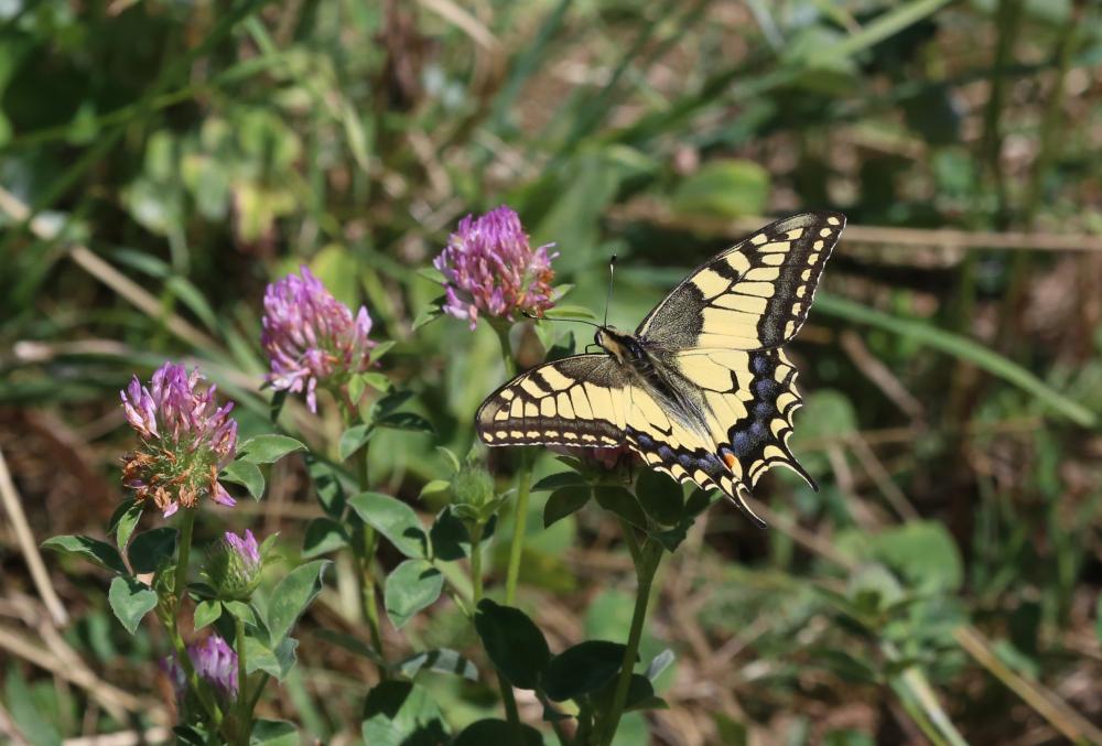 Machaon (Le), Grand Porte-Queue (Le) Papilio machaon Linnaeus, 1758