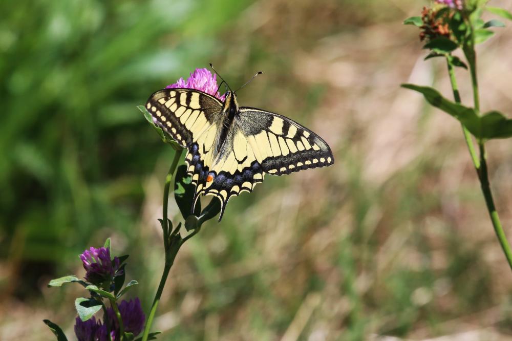 Machaon (Le), Grand Porte-Queue (Le) Papilio machaon Linnaeus, 1758