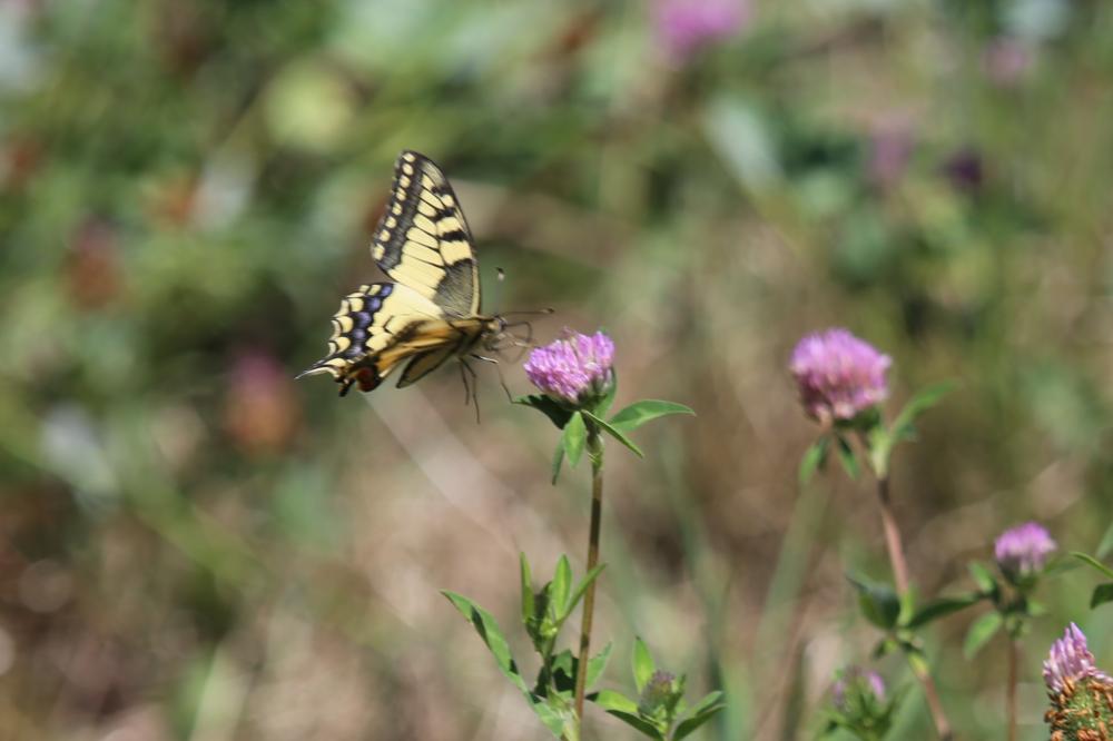 Machaon (Le), Grand Porte-Queue (Le) Papilio machaon Linnaeus, 1758