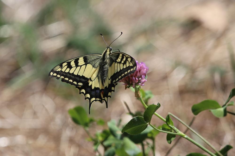Machaon (Le), Grand Porte-Queue (Le) Papilio machaon Linnaeus, 1758