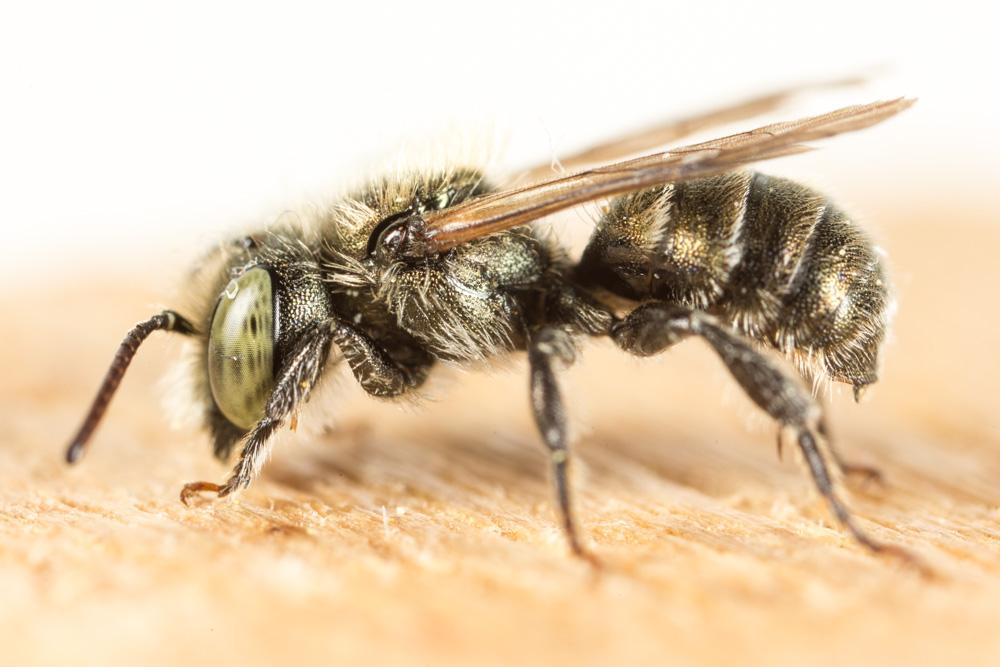 Osmia gallarum Spinola, 1808