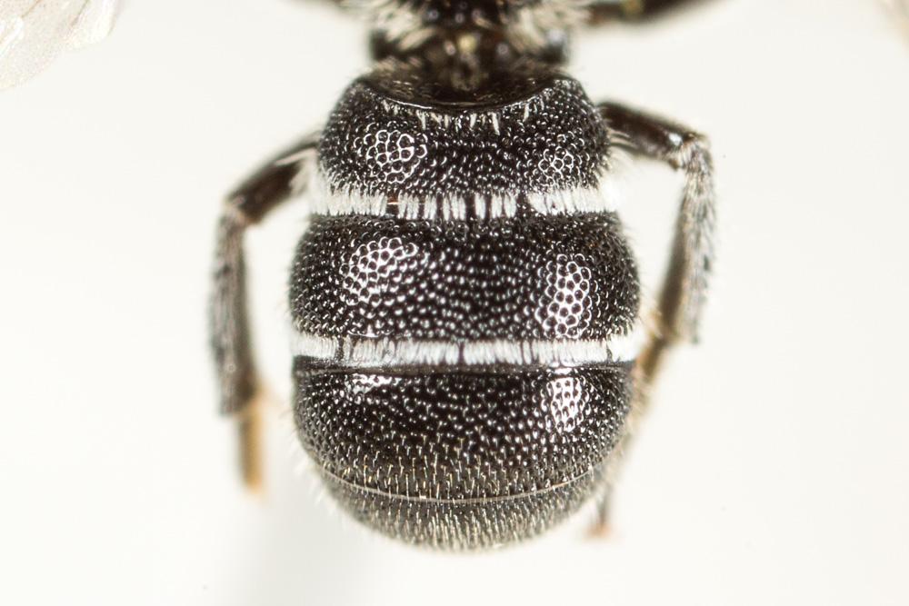  Heriades rubicola Pérez, 1890