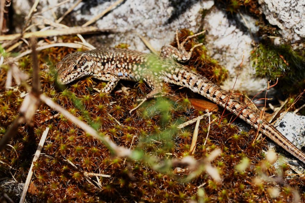 Lézard des murailles Podarcis muralis (Laurenti, 1768)