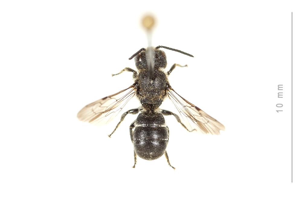 Le  Heriades truncorum (Linnaeus, 1758)