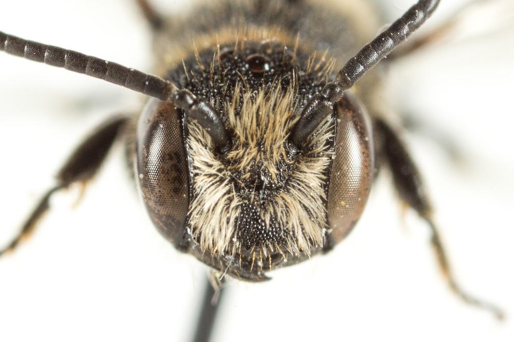 Le  Heriades truncorum (Linnaeus, 1758)