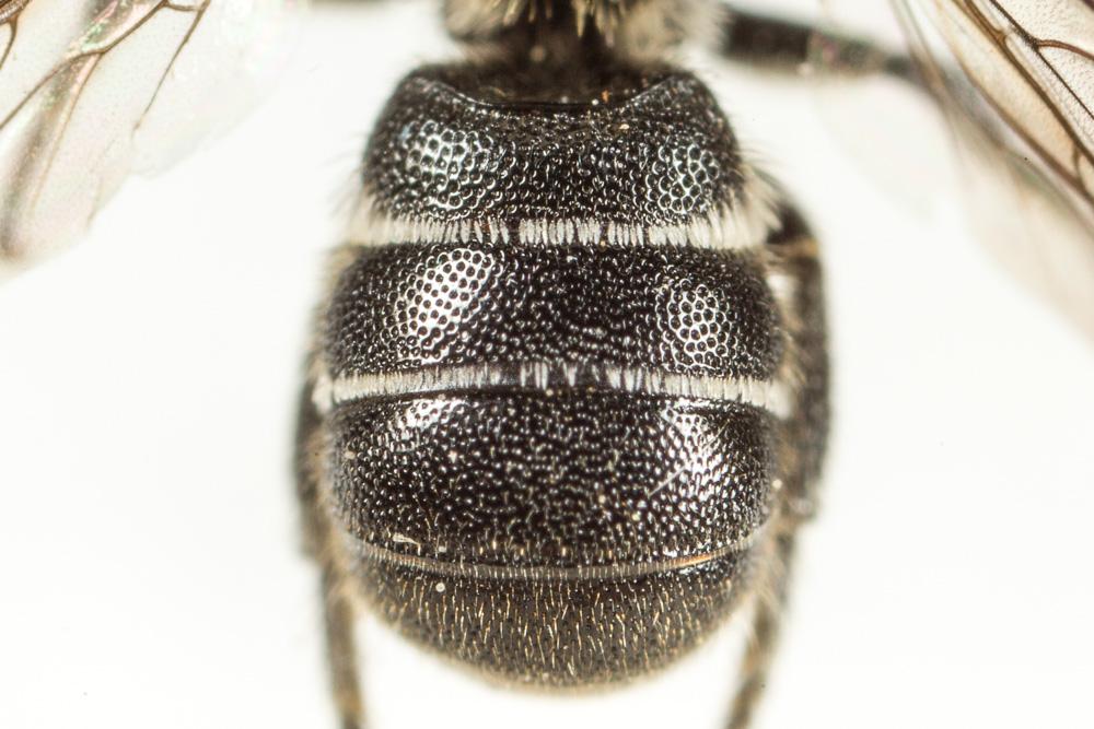 Heriades truncorum (Linnaeus, 1758)