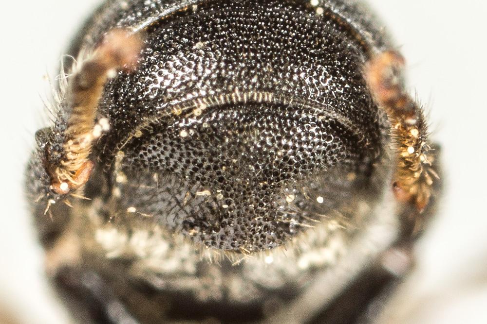 Heriades truncorum (Linnaeus, 1758)