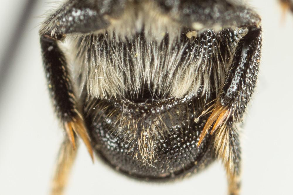 Le  Heriades truncorum (Linnaeus, 1758)