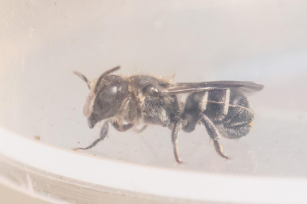 Le  Heriades crenulata Nylander, 1856