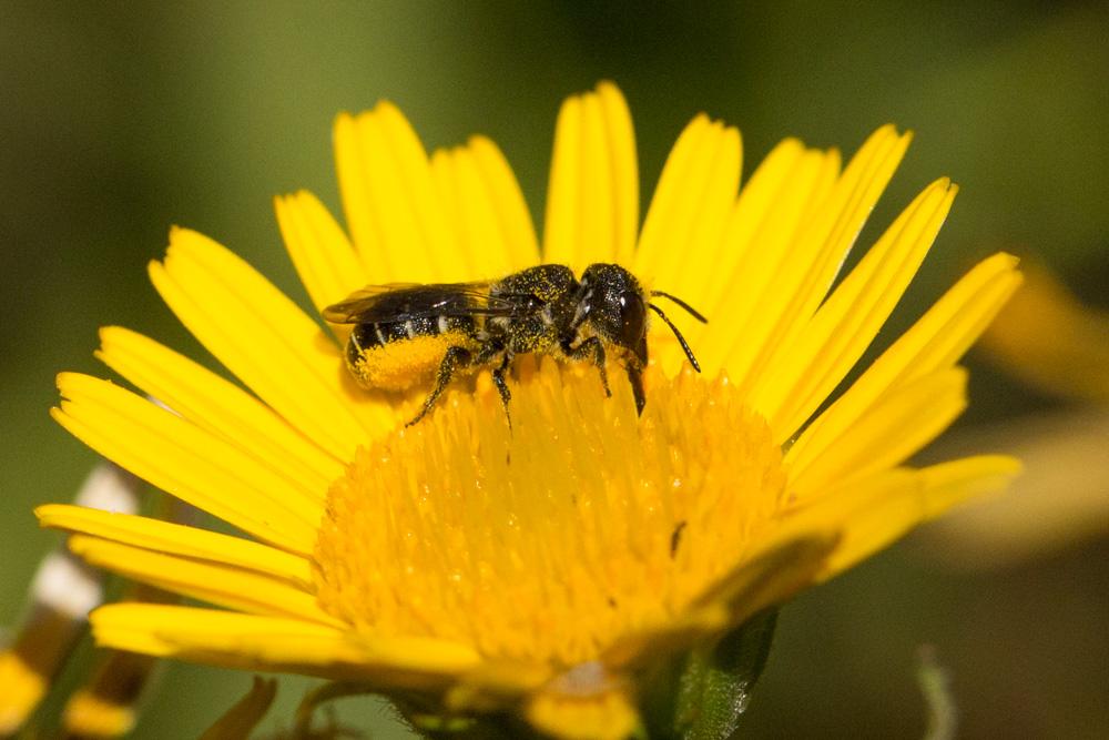 Heriades truncorum (Linnaeus, 1758)