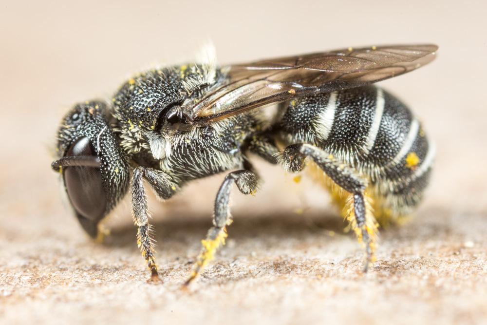 Le  Heriades crenulata Nylander, 1856