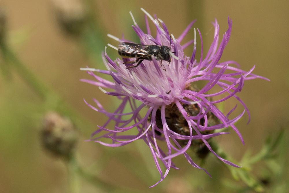 Le  Heriades crenulata Nylander, 1856