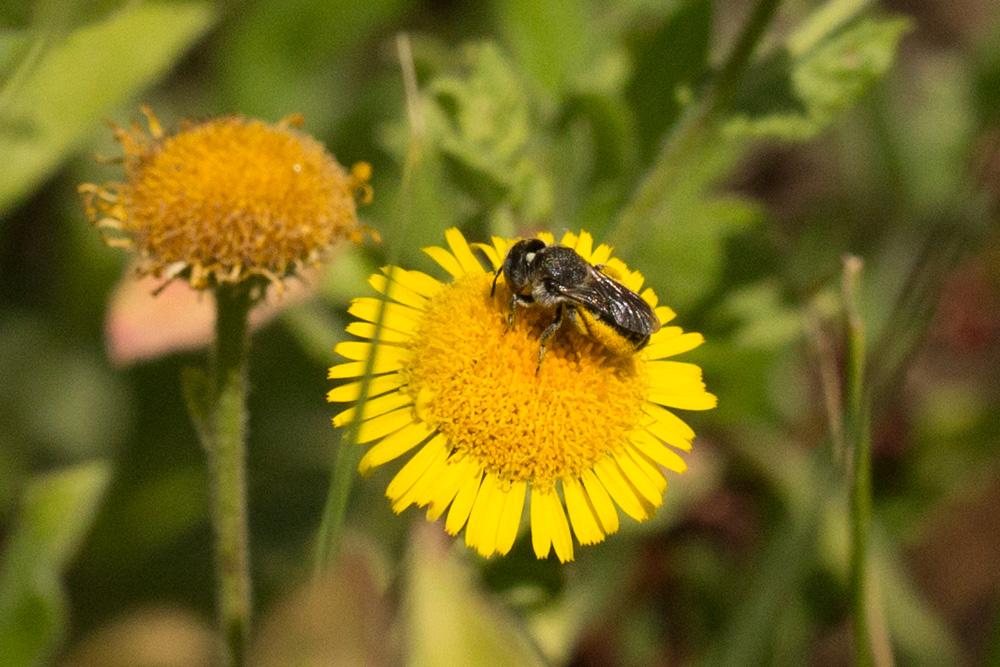 Osmia spinulosa (Kirby, 1802)