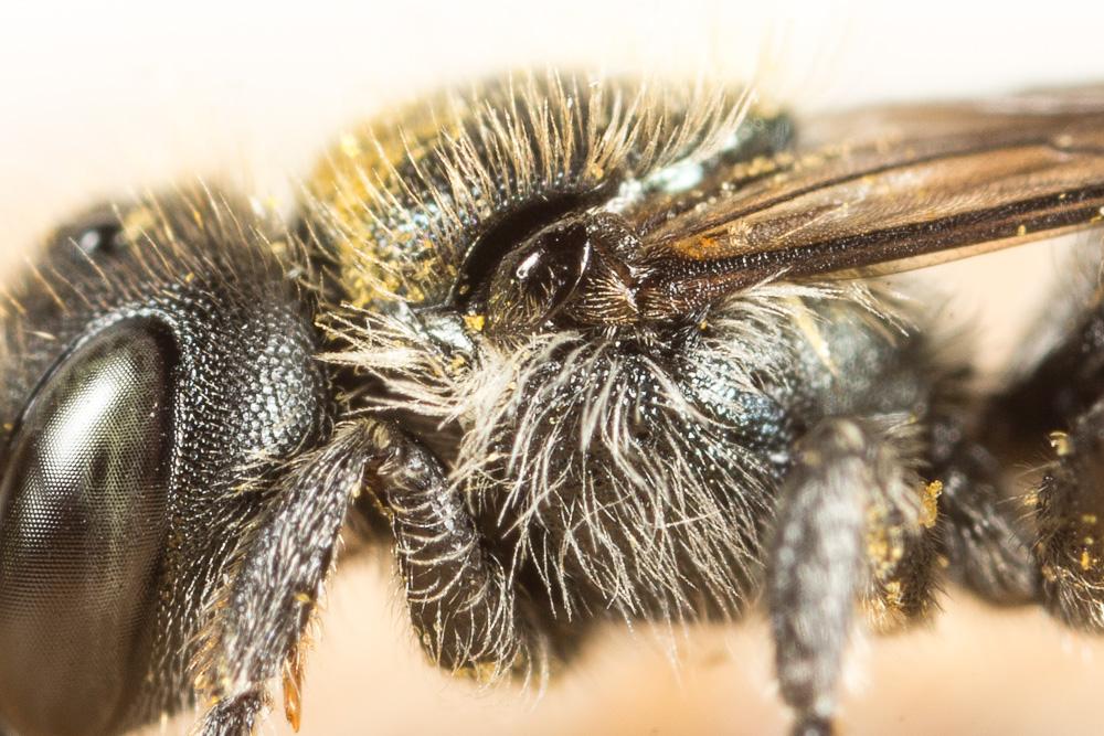 Le  Osmia gallarum Spinola, 1808