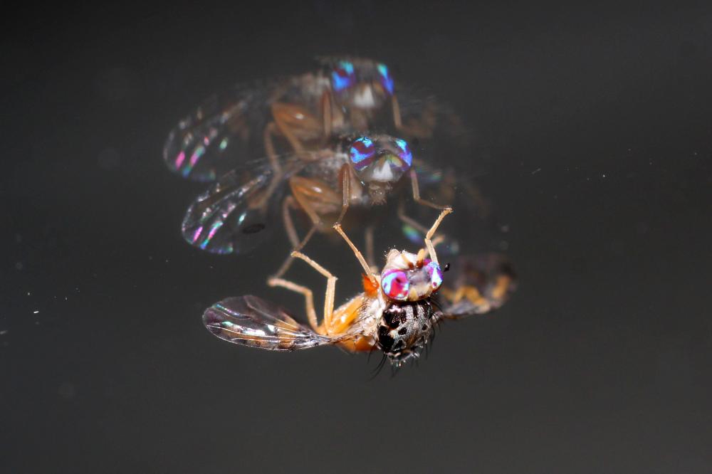  Ceratitis capitata (Wiedemann, 1824)