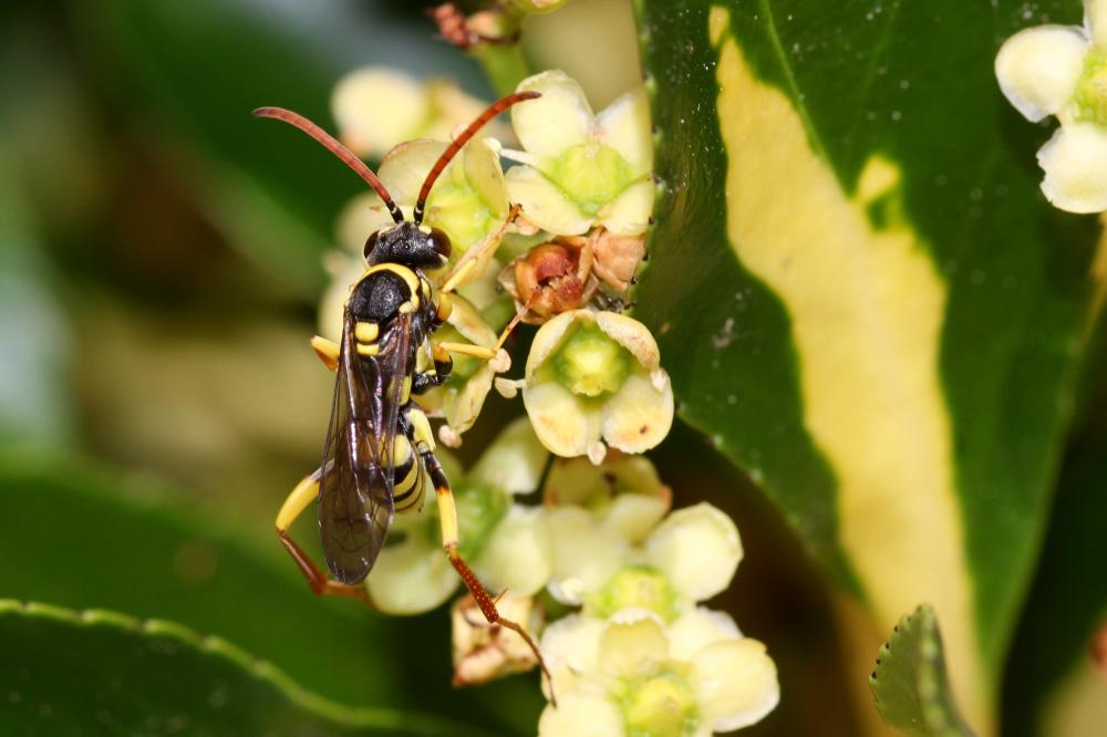  Ceropales bipartita flava Moczar, 1987