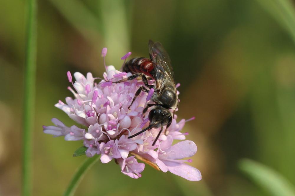  Lasioglossum nigripes (Lepeletier, 1841)