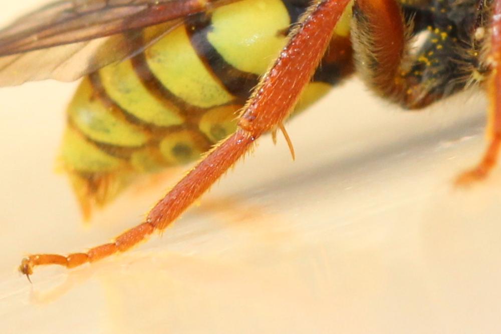 Le  sp. Nomada Scopoli, 1770 sp.