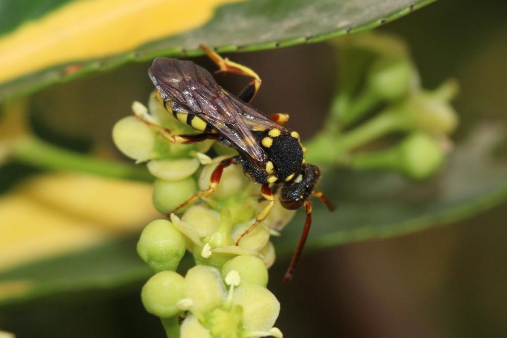 Le  Nomada melathoracica Imhoff, 1834