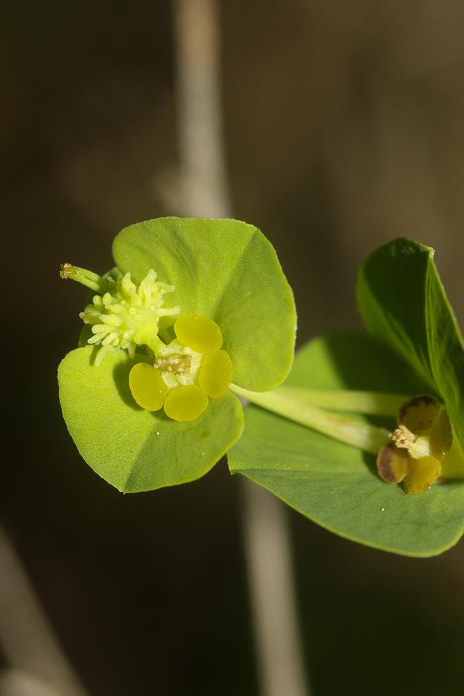 Euphorbe de Duval, Euphorbe du Roussillon Euphorbia duvalii Lecoq & Lamotte, 1847