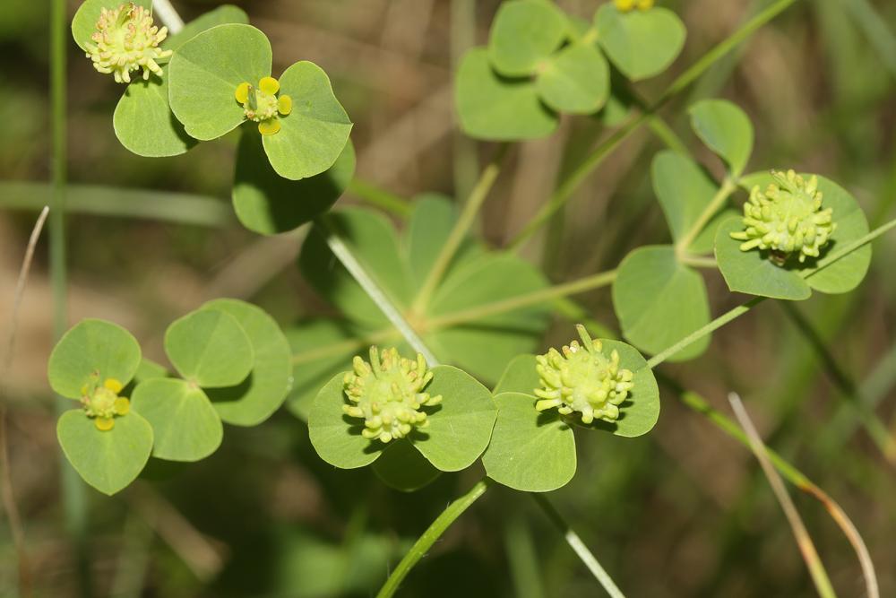 Euphorbe de Duval, Euphorbe du Roussillon Euphorbia duvalii Lecoq & Lamotte, 1847
