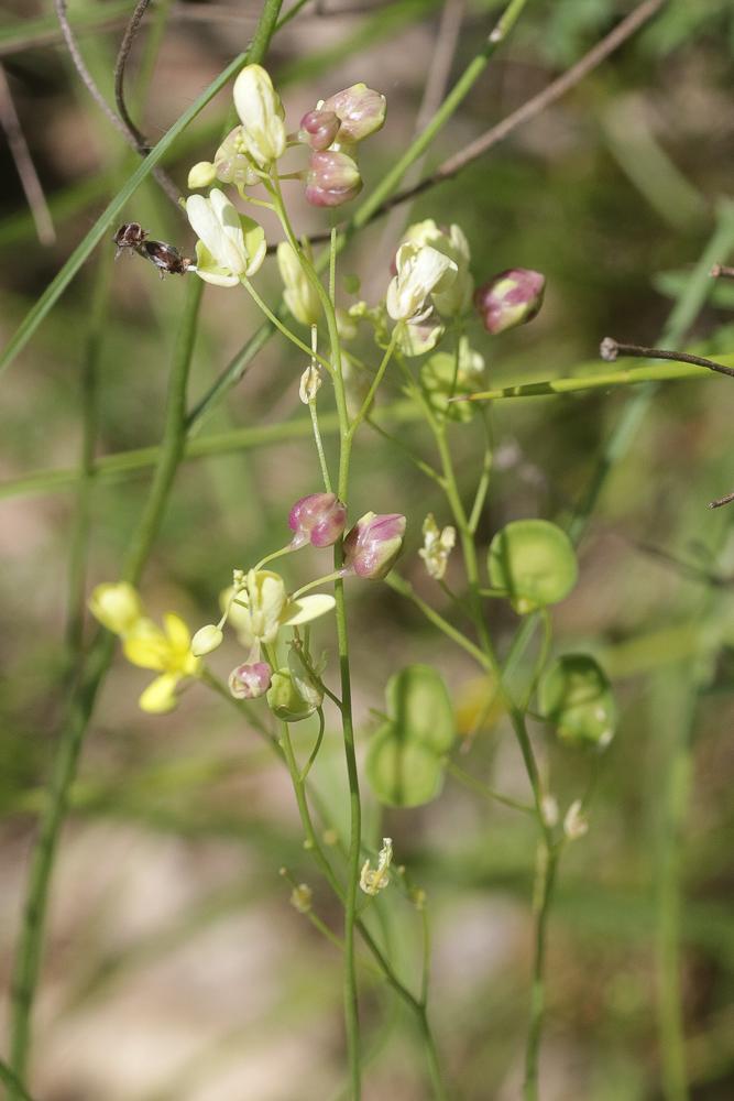 Contarinia nasturtii (Kieffer, 1888)