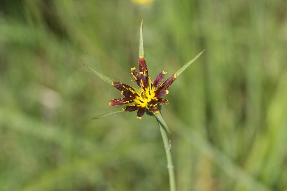 Salsifis à feuilles de crocus Tragopogon crocifolius L., 1759