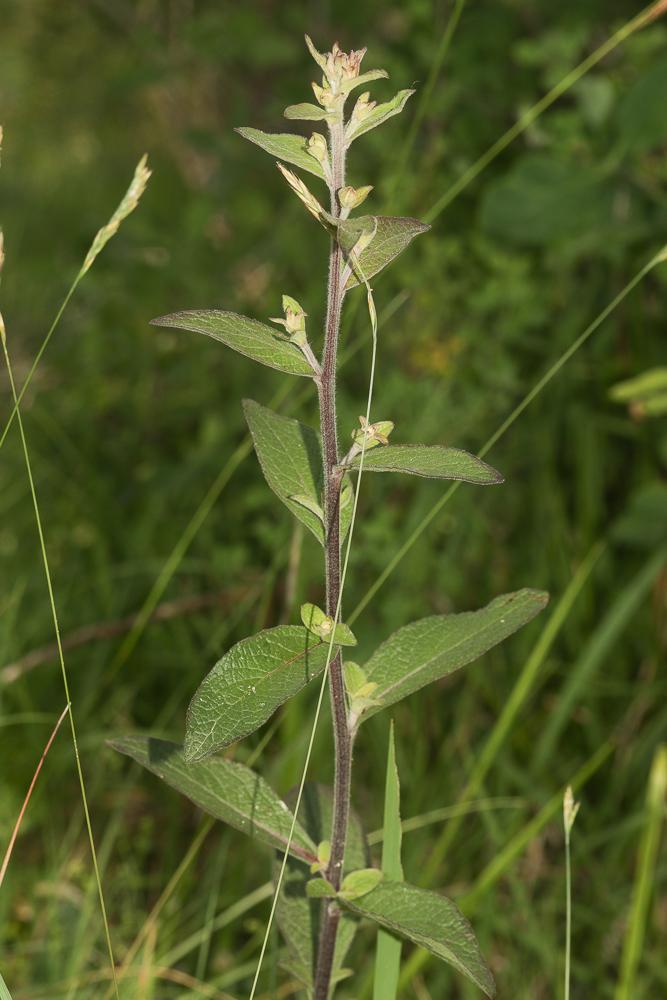 Inule conyze, Inule squarreuse Inula conyza DC., 1836