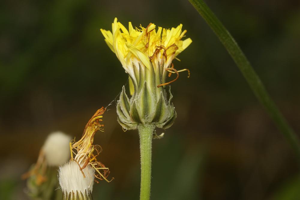 Crepide blanche, Crépide blanchâtre Crepis albida Vill., 1779