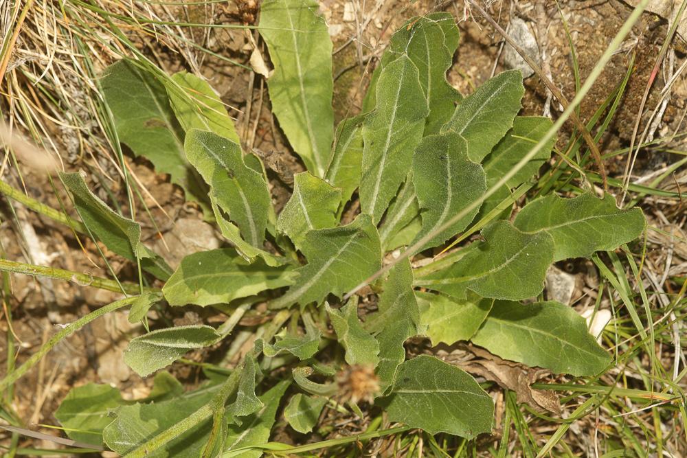 Crepide blanche, Crépide blanchâtre Crepis albida Vill., 1779