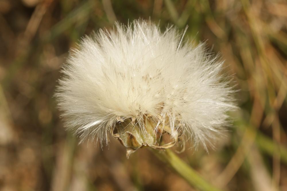 Crepide blanche, Crépide blanchâtre Crepis albida Vill., 1779