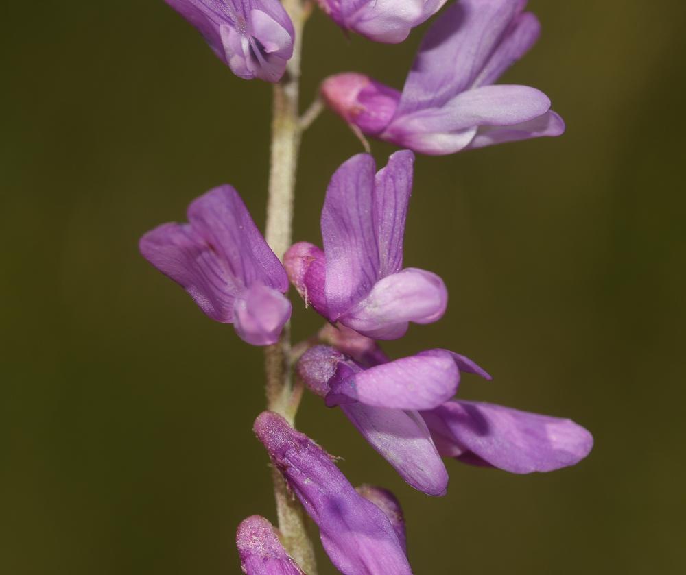 Vesce à petites feuilles Vicia tenuifolia Roth, 1788