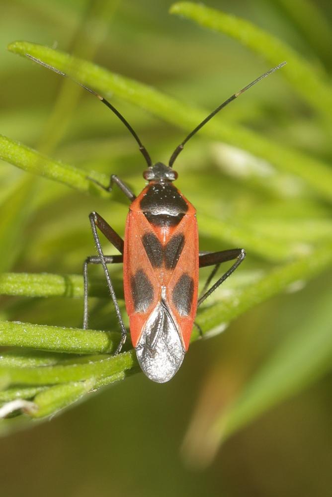 Miride variable, Punaise décorée Calocoris nemoralis (Fabricius, 1787)