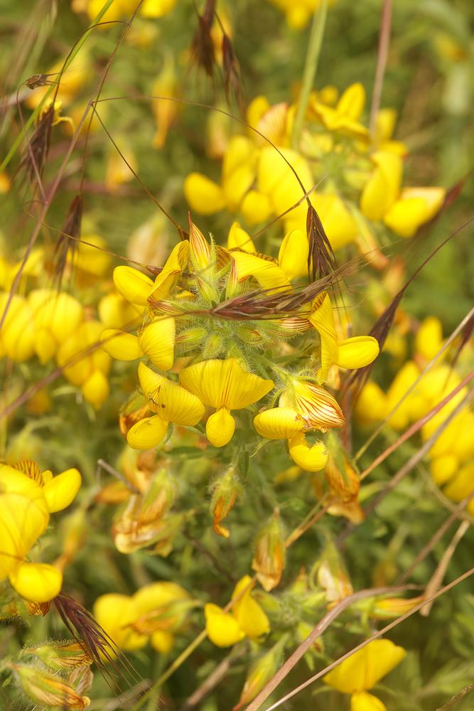 Bugrane jaune, Bugrane fétide Ononis natrix L., 1753