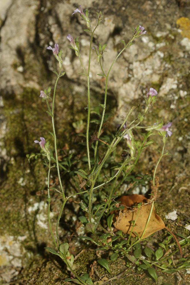 Linaire à feuilles d'Origan, Petite linaire à feui Chaenorrhinum origanifolium (L.) Kostel., 1844
