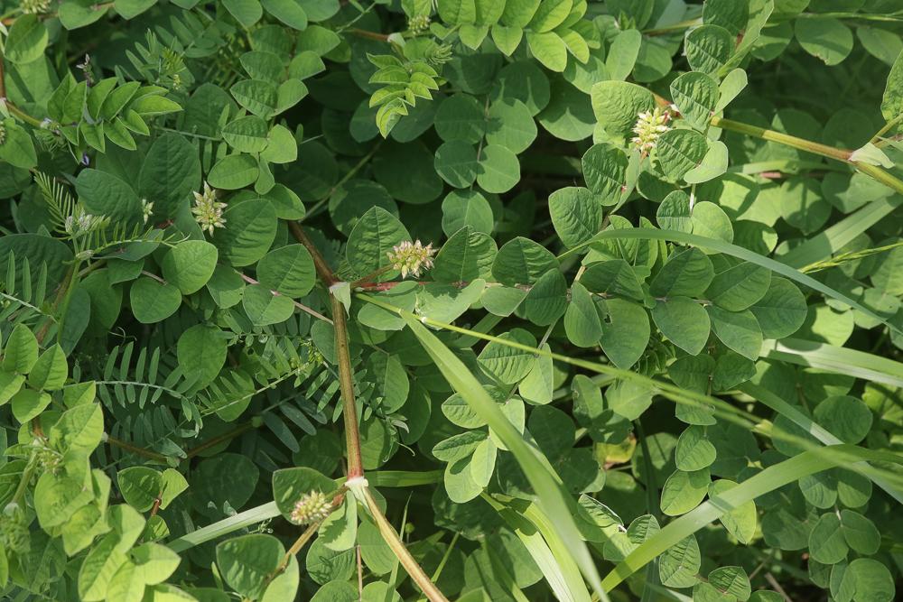 La Réglisse sauvage, Astragale à feuilles de Réglisse Astragalus glycyphyllos L., 1753