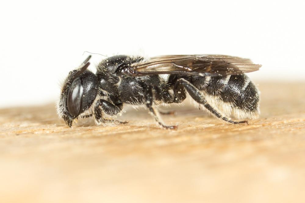Le  Hoplitis leucomelana (Kirby, 1802)