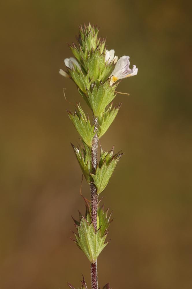 Euphraise raide Euphrasia stricta D.Wolff ex J.F.Lehm., 1809