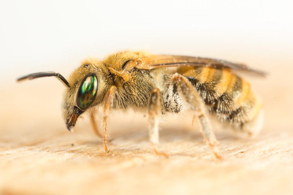 Seladonia subaurata (Rossi, 1792)
