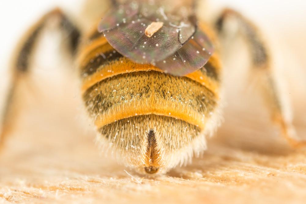  Seladonia subaurata (Rossi, 1792)