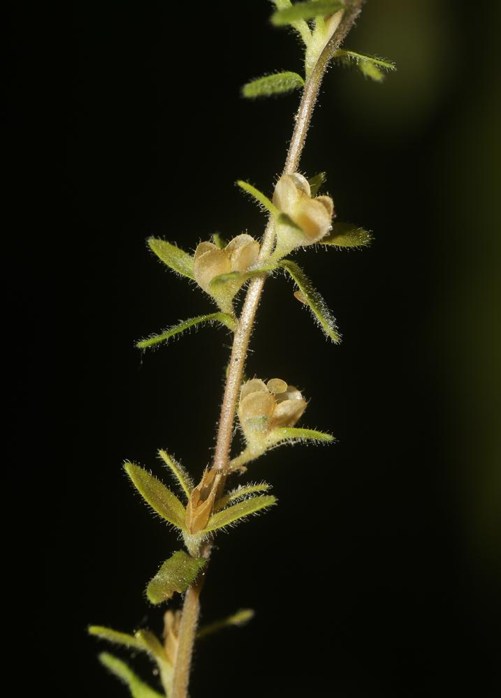 Véronique des champs, Velvote sauvage Veronica arvensis L., 1753