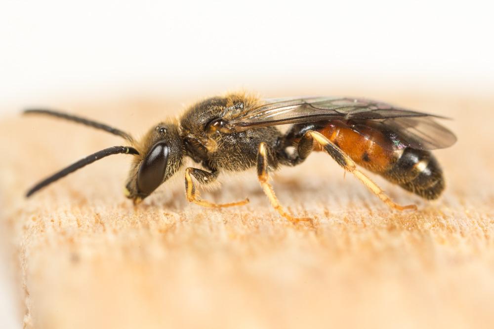 Le  Lasioglossum albipes (Fabricius, 1781)