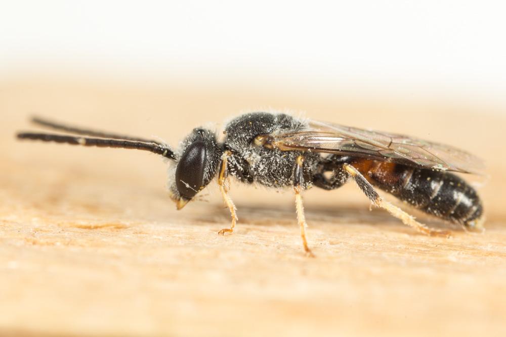 Le  Lasioglossum calceatum (Scopoli, 1763)