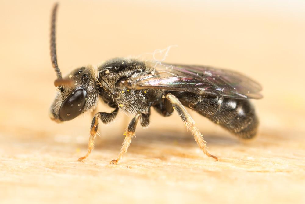 Le  sp. Lasioglossum Curtis, 1833 sp.