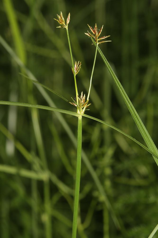 Souchet long, Souchet odorant Cyperus longus L., 1753