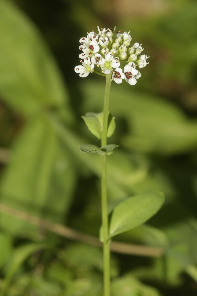 Tabouret d'Occitanie Noccaea caerulescens subsp. occitanica (Jord.) Kerguélen, 1993
