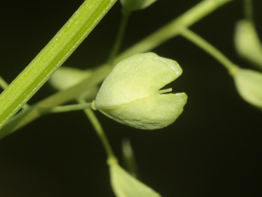 Tabouret d'Occitanie Noccaea caerulescens subsp. occitanica (Jord.) Kerguélen, 1993